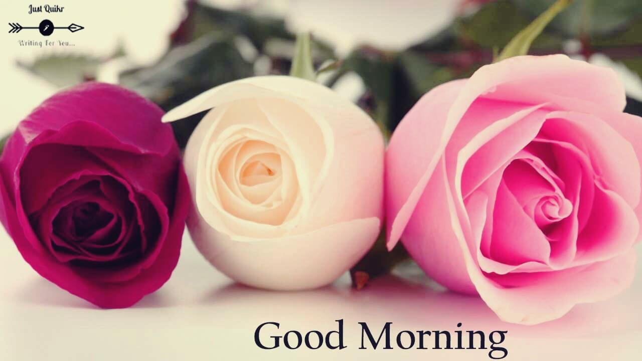 Good Morning Beautiful Flowers HD Pics Images Photo Wallpaper