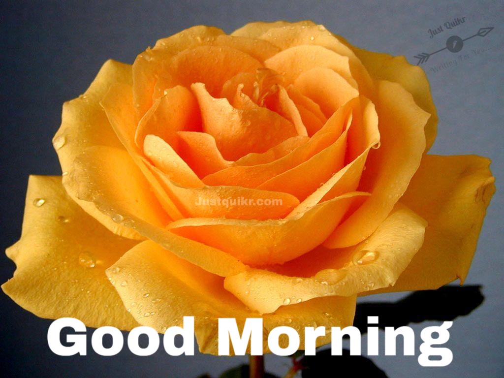 Good Morning Yellow Rose Pics Images Photo Wallpaper Download