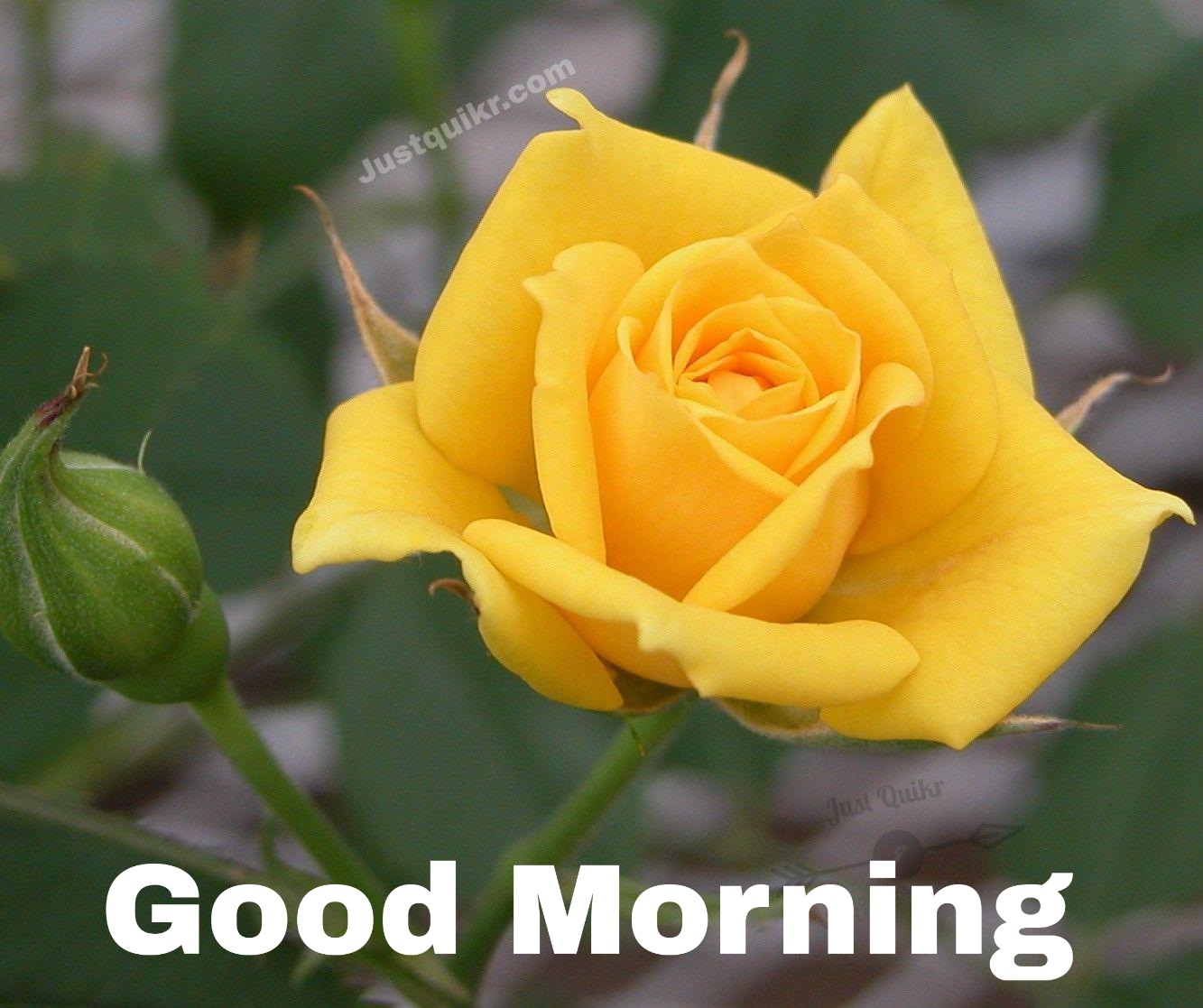 Good Morning Yellow Rose  Messages Wishes Shayari SMS HD Pics Images Photo Wallpaper for Whatsapp Instagram And  Facebook