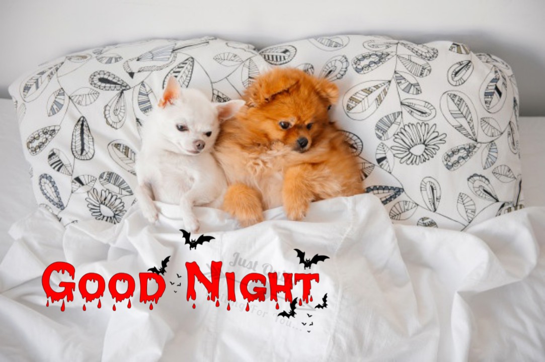 Good Night HD Pics Images For Animals