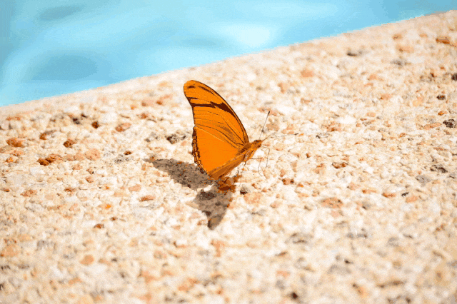 Good Morning Butterfly GIF Images 