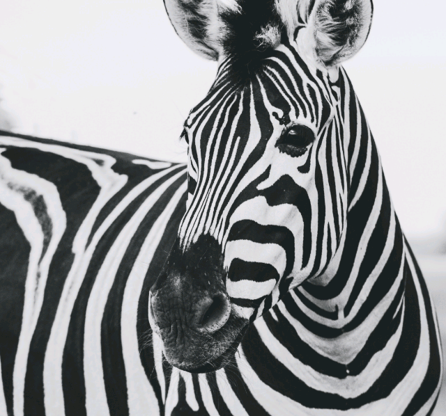 Good Morning Zebra GIF Images